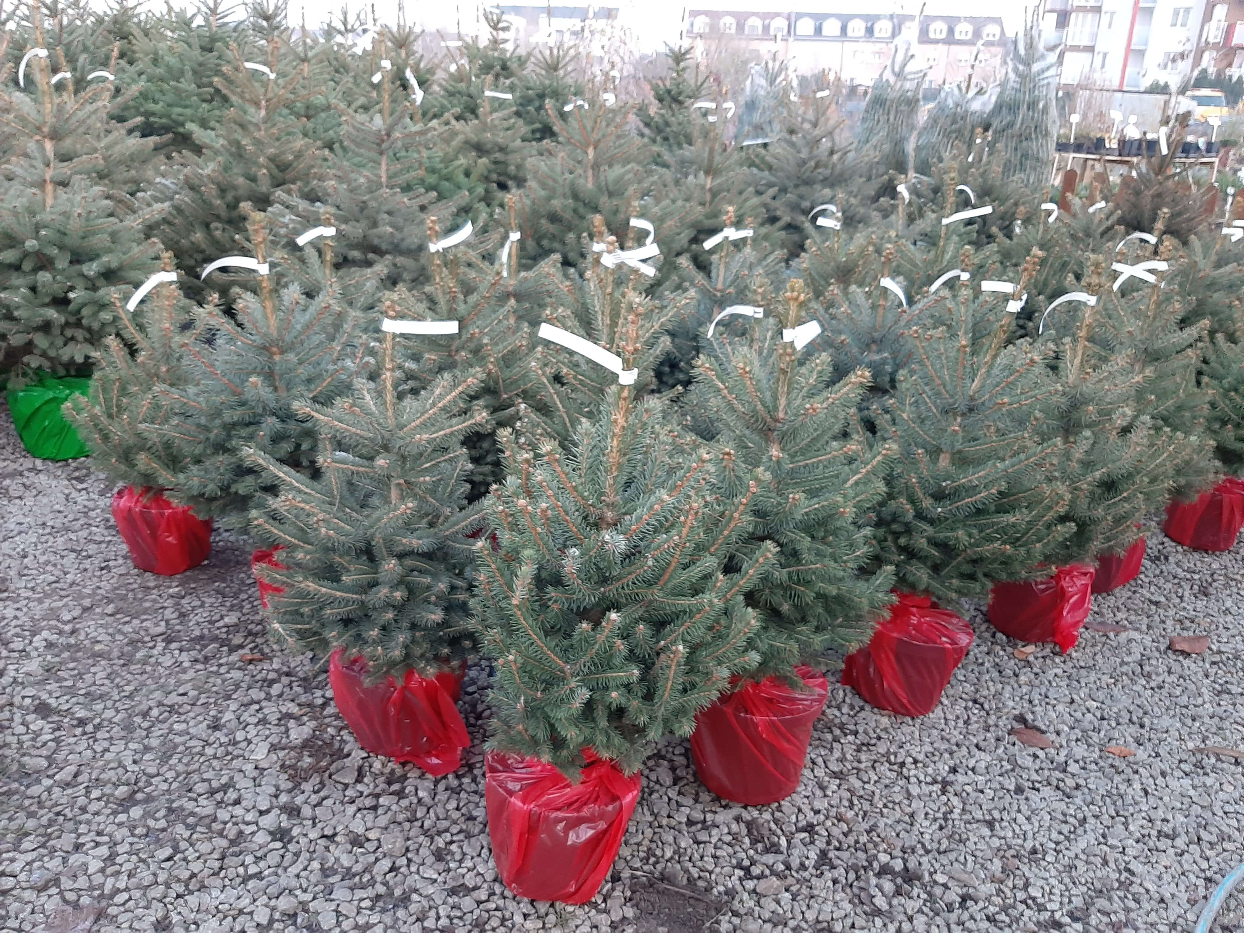 Choinki przygotowane w czerwonych osłonkach, gotowe do zabrania do domu