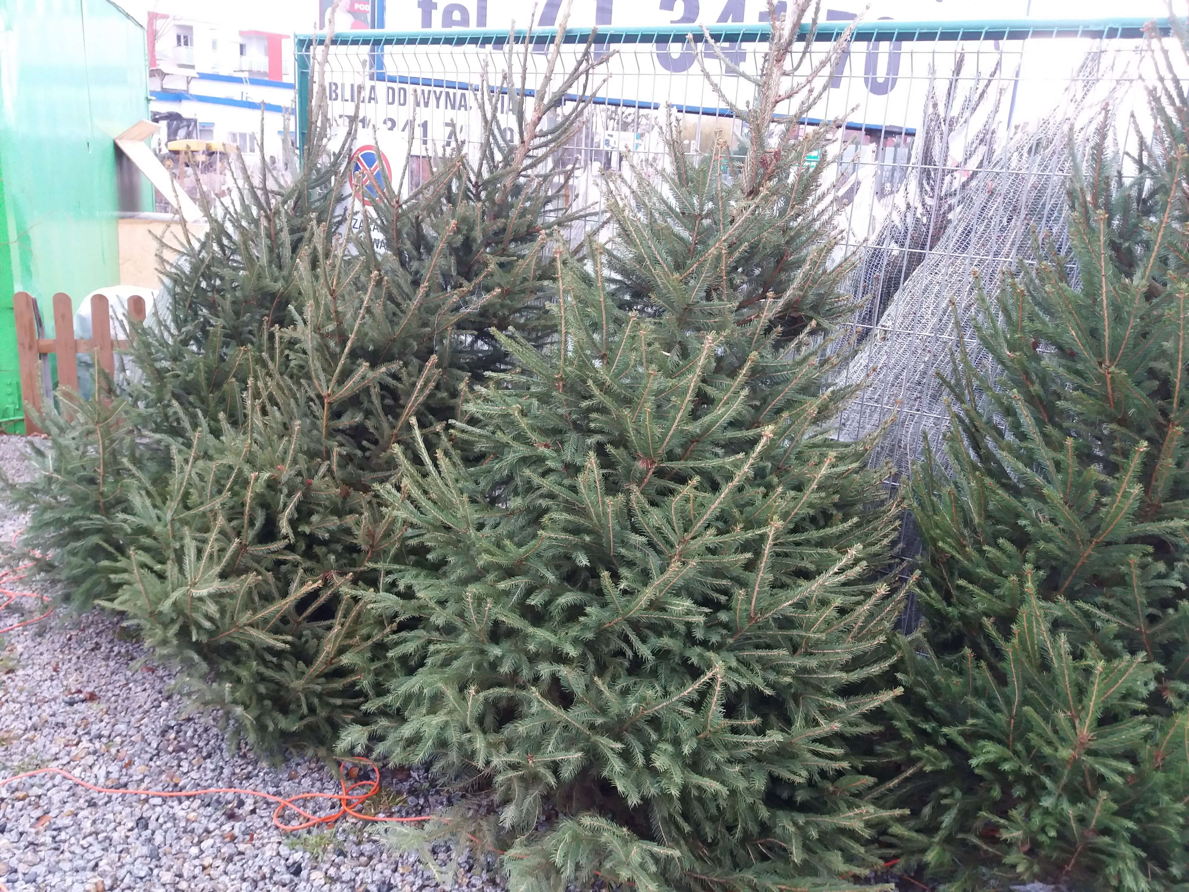 Świerki w donicach na placu sprzedaży