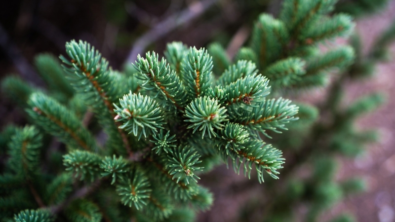 Pielęgnacja iglaków – podlewanie, nawożenie i ochrona zimą