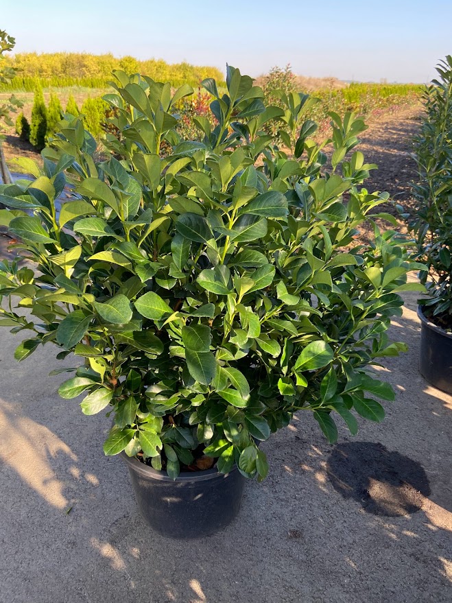 Drzewa i krzewy liściaste