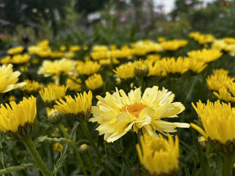 Poradnik pielęgnacji roślin Lipowa Aleja – sadzenie, podlewanie, nawożenie i zimowanie